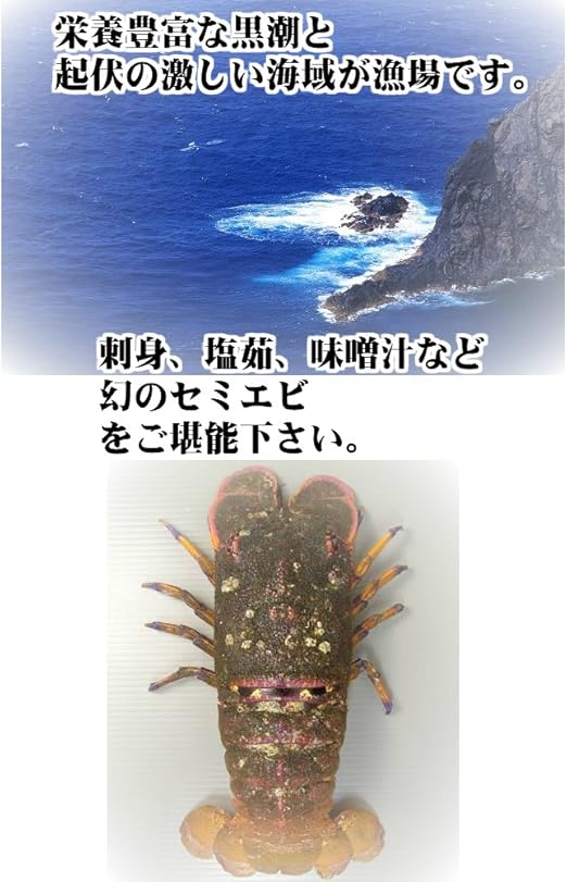 Amazon 愛媛 宇和海産 天然 セミエビ 1 3尾 400 500g 期間限定 10 1 4 30の漁期で水揚げあり次第 幻の海老 浜から直送 宇和海の幸問屋 宇和海の幸問屋 エビ 通販