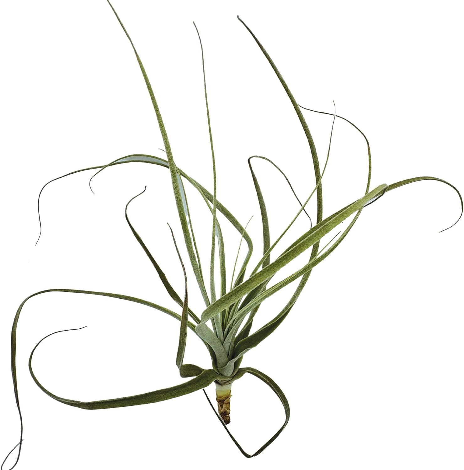 ragnaroc Air Plants - Tillandsia Straminea Jumbo 6-9" - 3ct - Live Arrival Guaranteed - House Plants for Home Decor & Gift