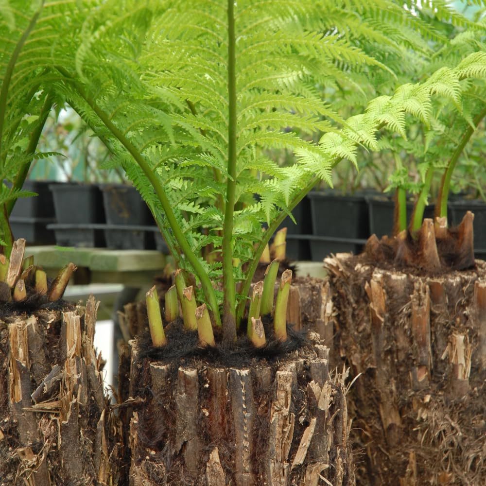 RHS AGM Dicksonia Antarctica - Australian Tree Fern - Stunning Perennial with Long Fronds - Hardy & Award-Winning - Exotic Plant Easy to Grow - 2X 2 Litre Potted Plant by Thompson and Morgan
