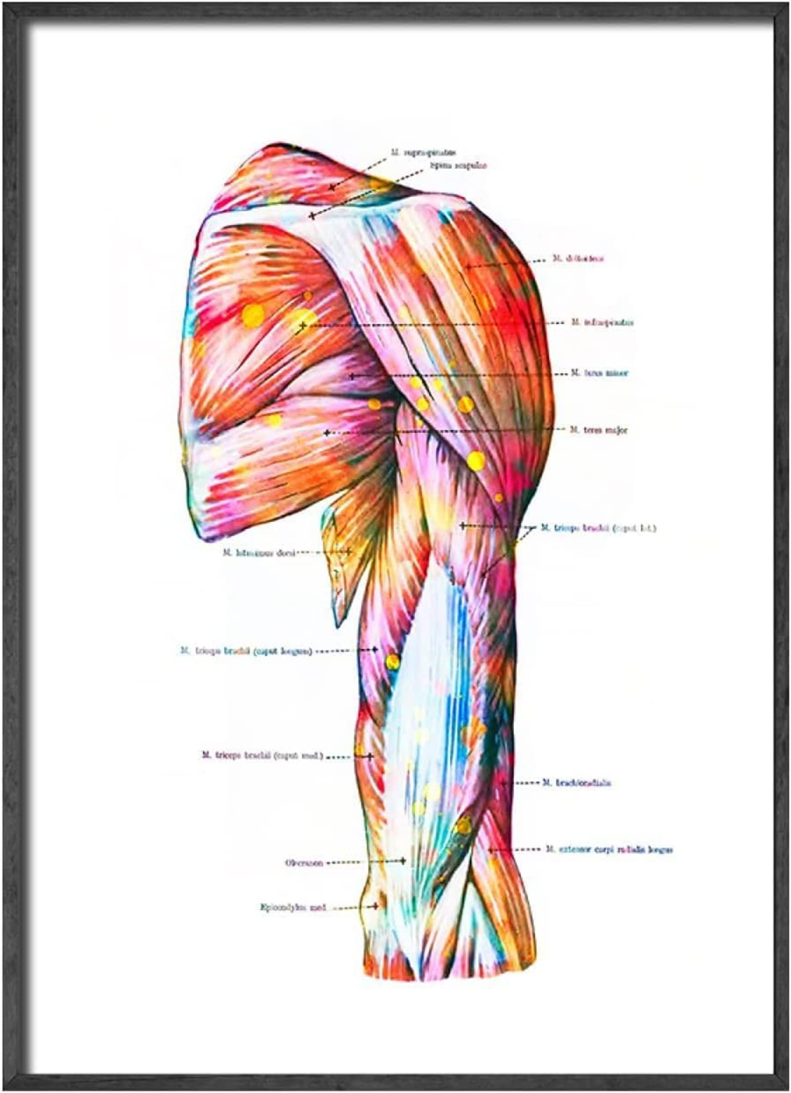 Anatomie Medizin Leinwand Malerei Bilder Menschliches Muskelsystem Poster Kunstdruck Wandbilder für Krankenhaus Klinik Deko Rahmenlos (6X50X70CM)