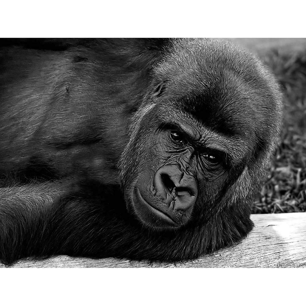 Wee Blue Coo Gorilla Ape Black White Portrait Art Print Poster Wall Decor 12X16 Inch