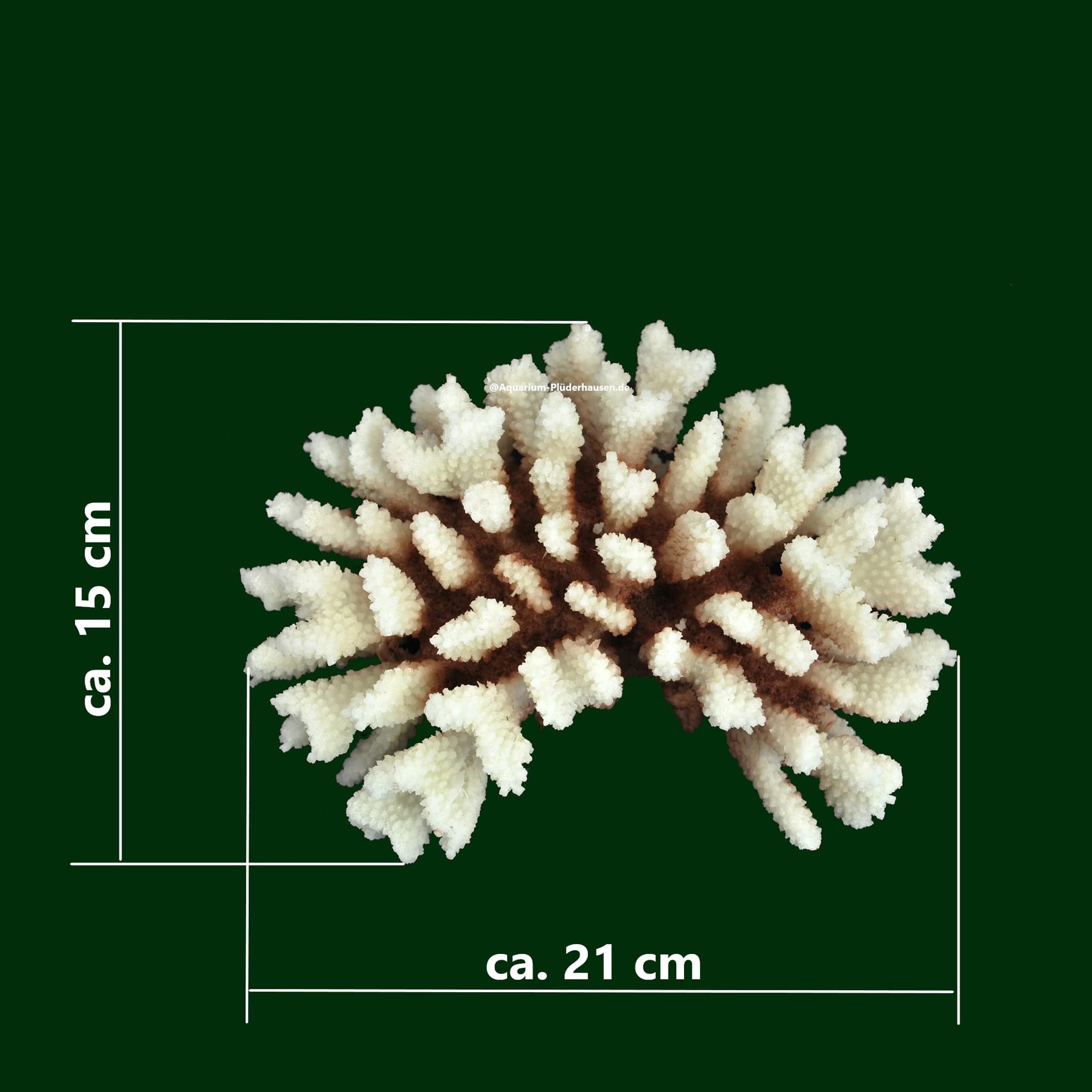 Steinkoralle, 21x15x8 cm, SPS, Meerwasseraquarium Korallen, Acropora Nachbildung