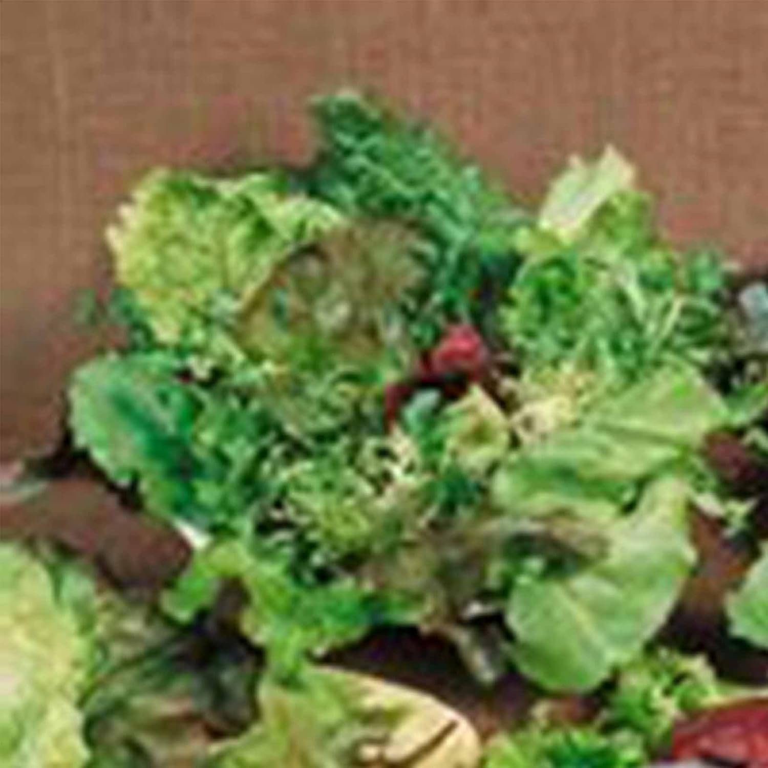 Mixed Lettuce Greens Garden Seeds - Mesclun Mixture - 1 Lb ~400,000 Seeds - Non-GMO, Heirloom Vegetable Gardening & Microgreens Mix