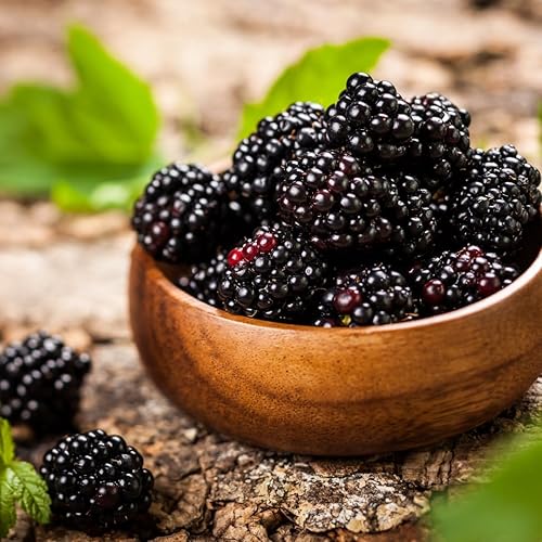Miniatura 7 de BlackBerry Plants - Juego de 4 plantas vivas para principiantes