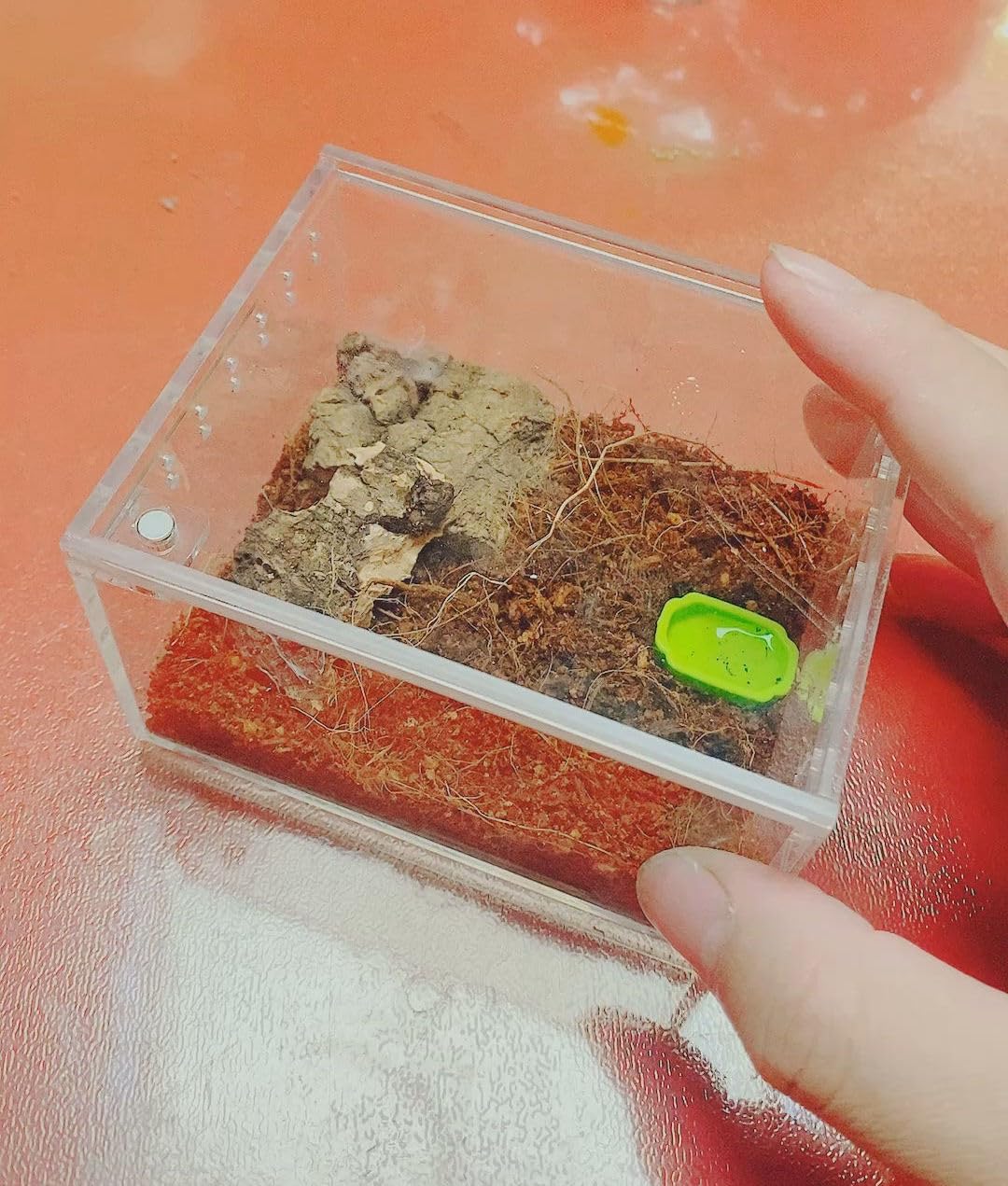 Snapklik.com : Insect Breeding Box Reptile Feeding Box, Waterproof ...