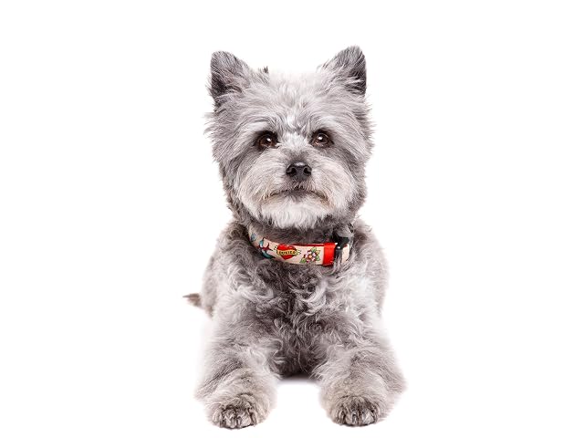 Foto 2 de 3 de DUKIER - Collar para Perro, Regulable y Ajustable, Accesorio para Mascotas de Neopreno, Resistente, Diseño…