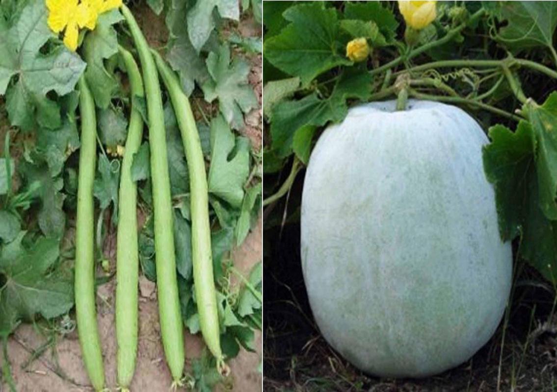 HYBRID SEED BY GARDEN SEEDS Sponge Gourd White Long and Ash Gourd Mithai Petha (Hybrid) Seed (Pack of 50 Seed HYBRID SEED BY GARDEN SEEDS Sponge Gourd White Long + 50 Seed Ash Gourd Mithai Petha (Hybrid) Seed-image-21