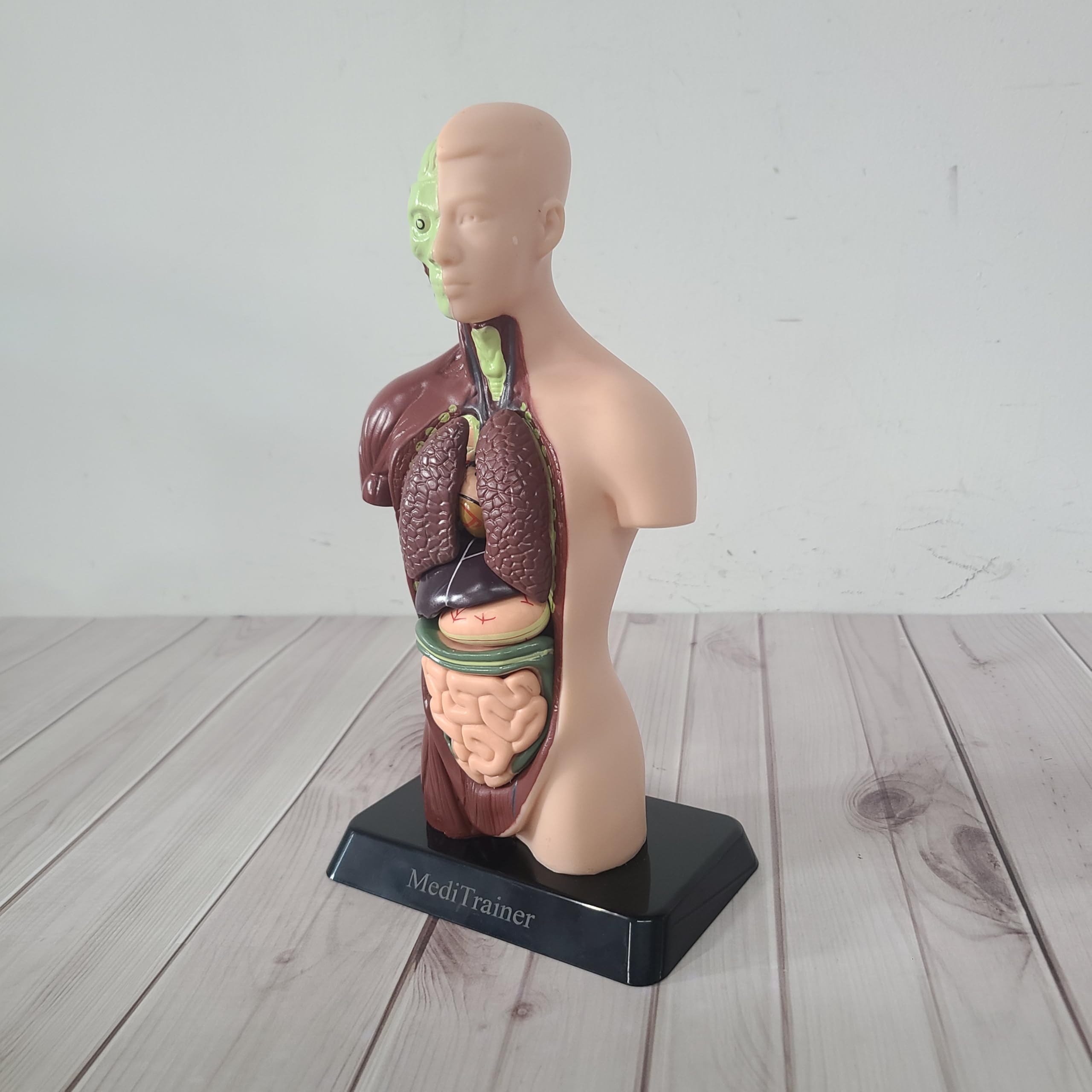 MediTrainer Human Body Model, 15 Pieces Detachable 11 Inch Human Torso Anatomy Model with Heart Head Skull Brain Skeleton Model, Preschool and School Medical Education Display