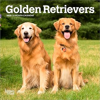 ゴールデン・レトリバー 2026年 ミニカレンダー / ブラウントラウト 輸入版 壁掛け 17.8 x 35.6 cm (Golden Retrievers Calendar)