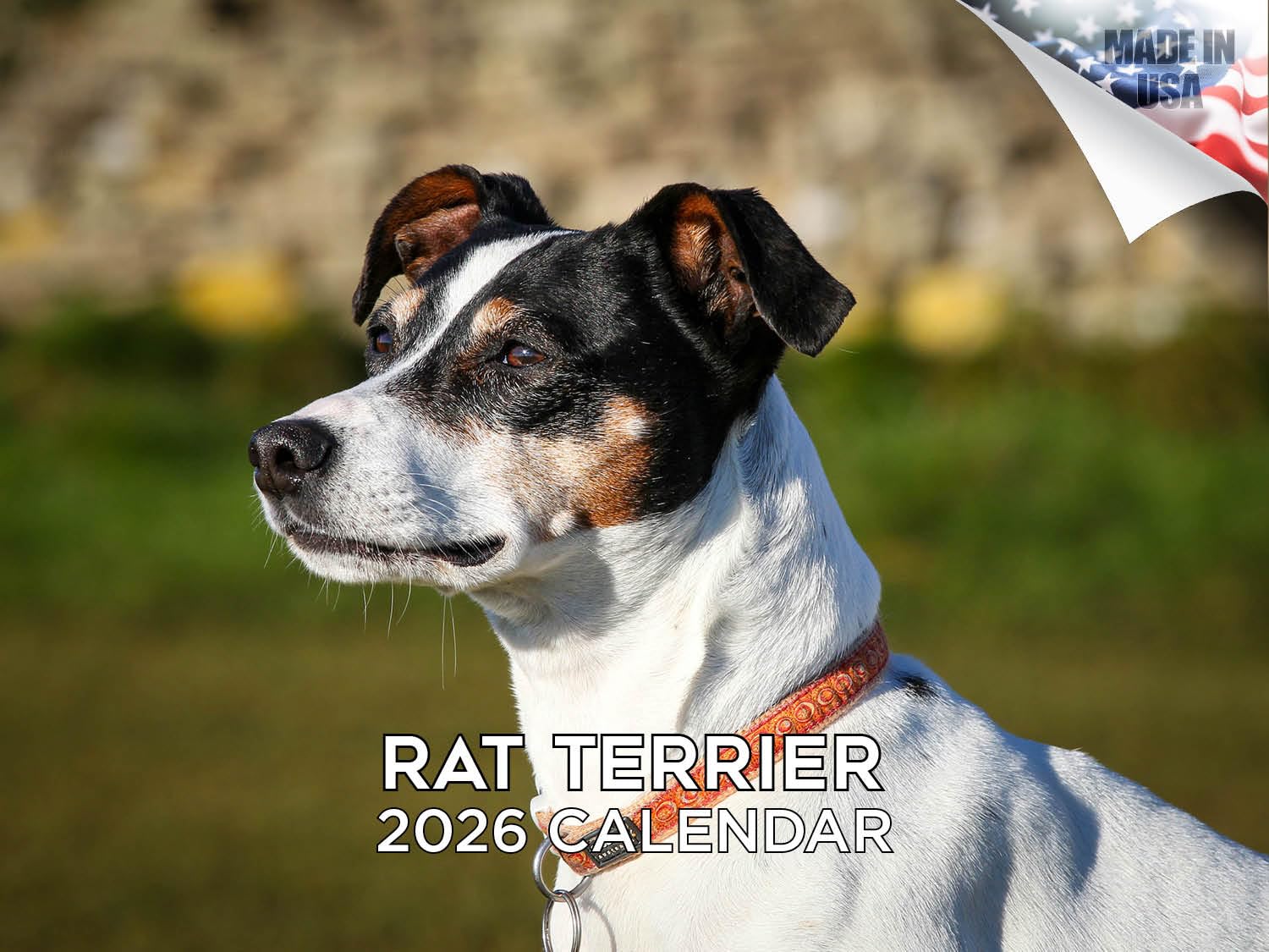 Kalendarz na 2024 2025 rat terrier - miesięczny kalendarz ścienny rasy psów - 30 x 45 cm otwarty - gruby papier bez przebarwień - prezent - akademicki planer nauczyciela kalendarz organizowanie i