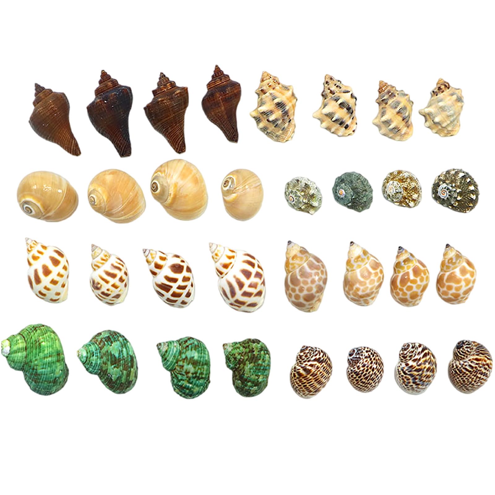 Coyouco Hermit Crab Shells Hermit Crab Supplies Small To Medium Hermit Crab Replacement Shell Natural Conch Shell Diy Fish Tank Aquarium Decoration,B