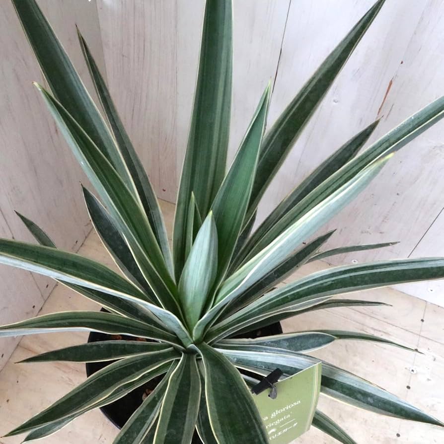 Amazon | ユッカ グロリオサ バリエガータ 6寸鉢 | ノー