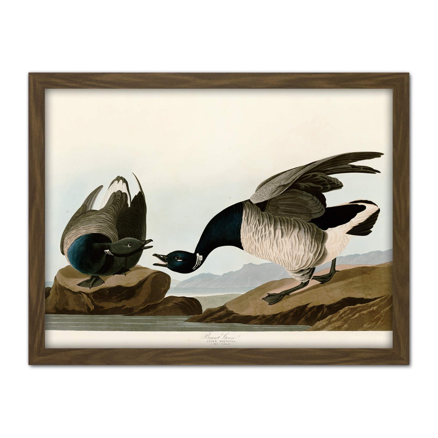 Artery8 Audubon Birds America Brant Goose Artwork Framed Wall Art Print 18X24 Inch