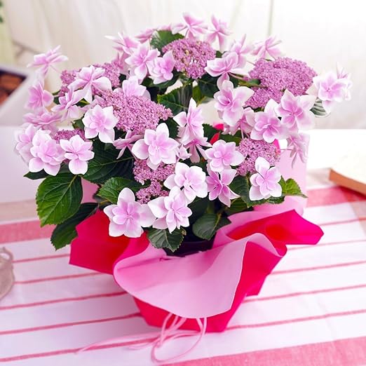 Amazon 母の日 アジサイ こんぺいとう ピンク 鉢花 フラワーギフト プレゼント プリザーブドフラワー オンライン通販