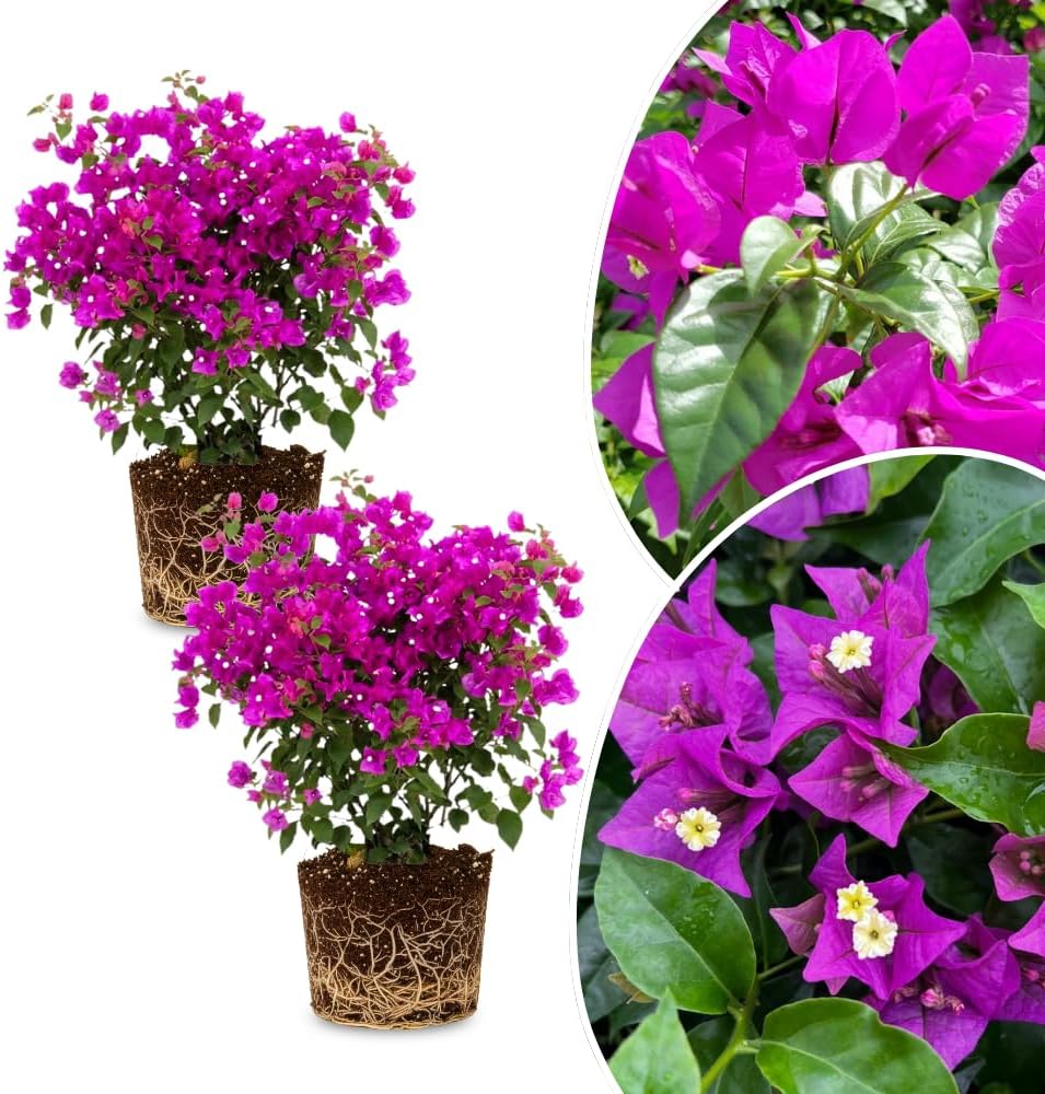 2 Mix Bougainvillea Plants Live, Bougainvillea Flower Vine Plant, Indoor Outdoor Garden 4-7 Inches (Purple)