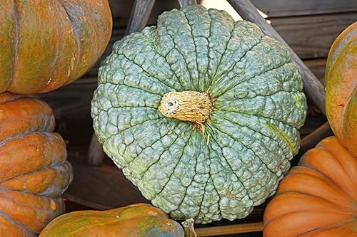 Miniatura 4 de Marina Di Chioggia Bumpy Blue Pumpkin Seeds - 12 semillas - Una de las calabazas más interesantes y decorativas, así como deliciosas