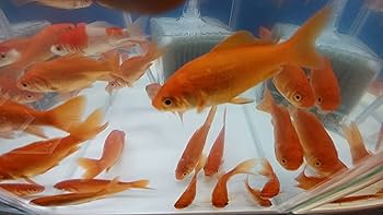 おまかせの 白の帯、おまかせの下駄 おまかせの帯締めつき★★優美な金魚柄★ おまかせの 白の帯、おまかせの下駄 おまかせの帯締めつき優美な