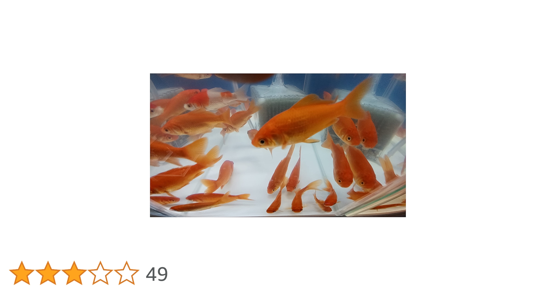 Amazon | 【こだわりの生体をお届けします 名生園】金魚 姉金10
