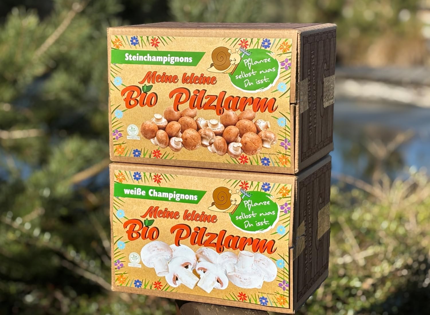 BIO Champignon Komplettset 1x Steinchampignon + 1x Champignon - Pilze selber züchten