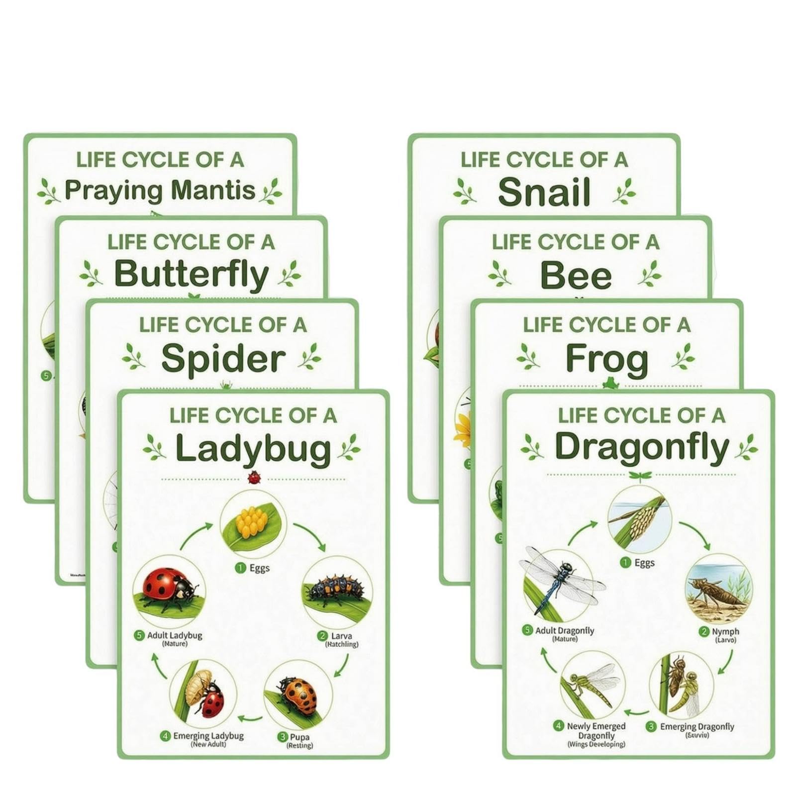 SNAPPSY 8 Pieces Life Cycle Chart A4 Life Cycles Bulletin Board Chart Visual Educational Poster with Border for Teachers, Homeschoolers, Classroom, Homeschool-image-25