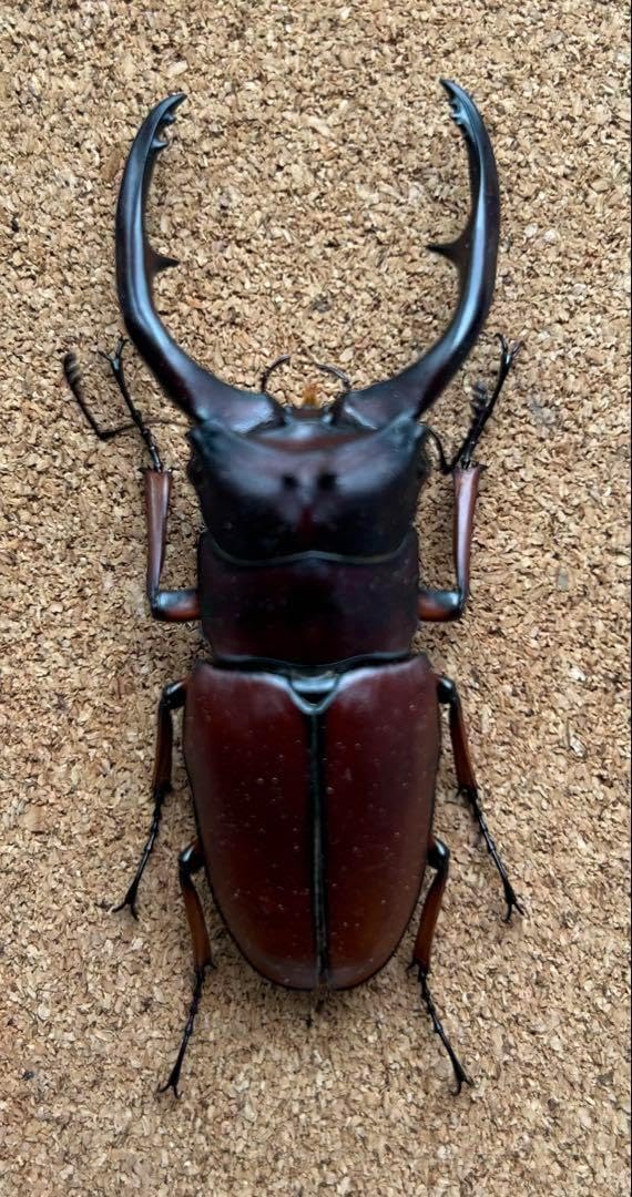 昆虫標本アスタコイデスノコギリクワガタ最大亜種ミズヌマイ76