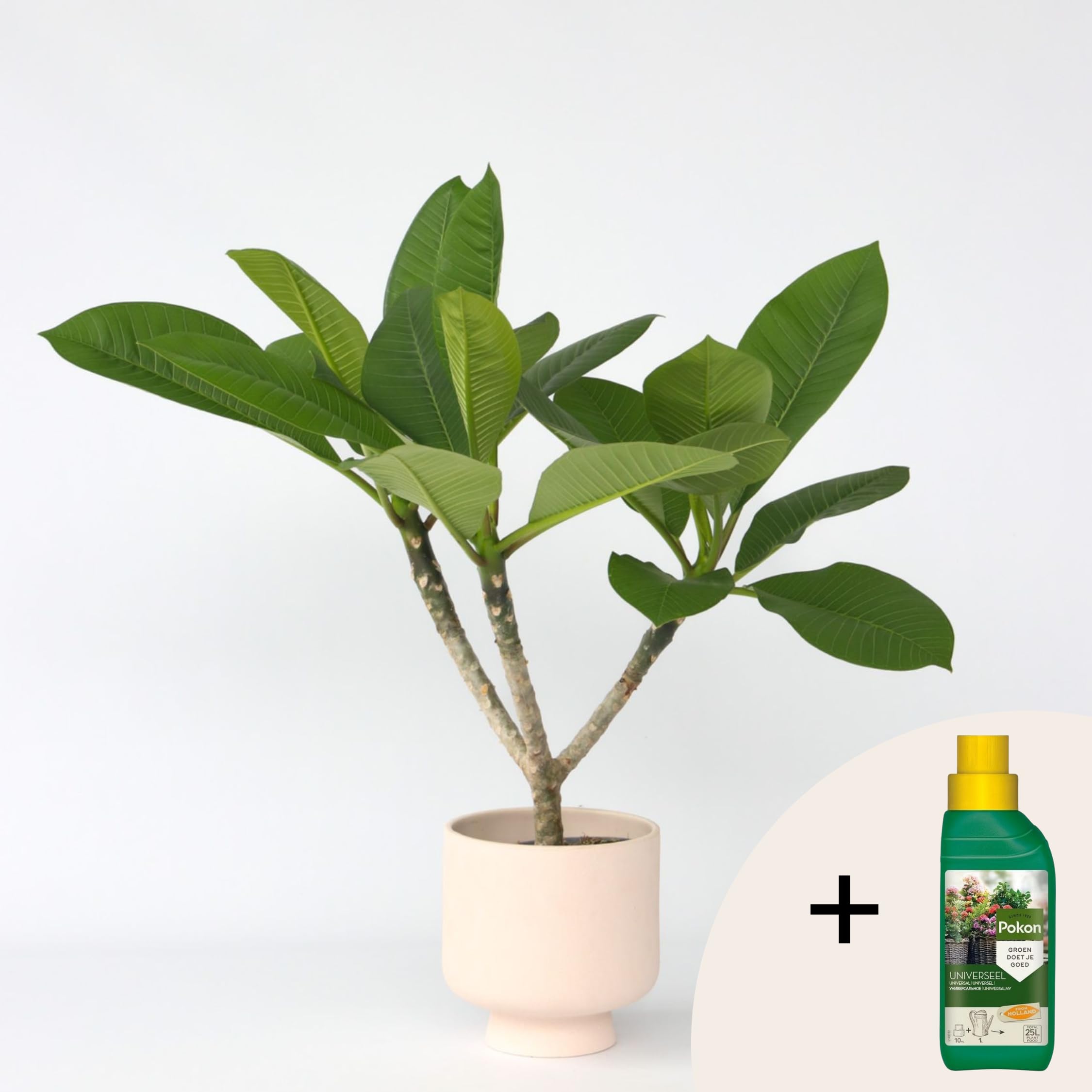 Plant in a Box - Plumeria Frangipani Hawaii - Plante verte interieur vivante fleur - Frangipanier plante exotiques - Pokon - Pot 17cm - Hauteur 45-55cm