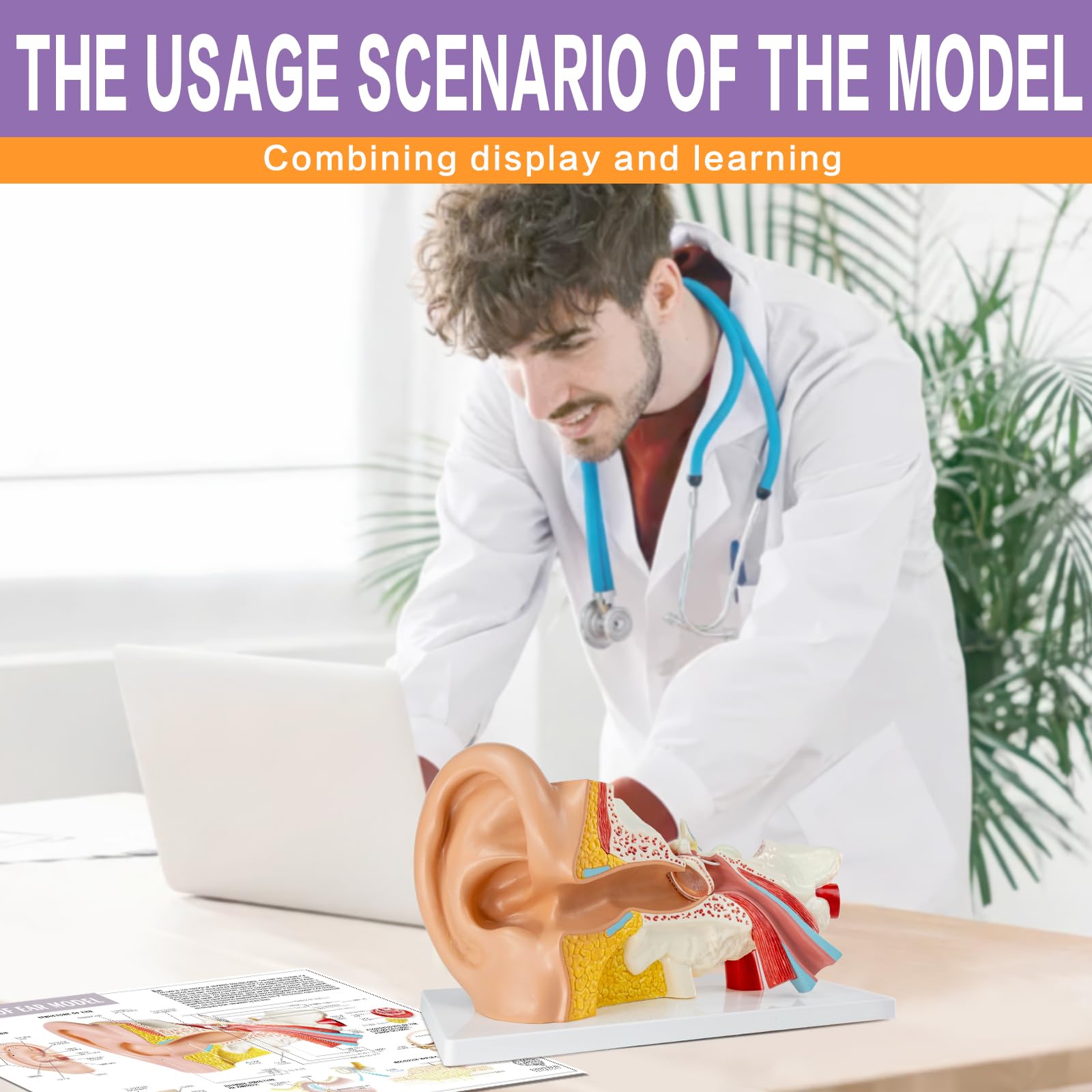 3X Vergrößerung 4-Teil Ohr Anatomisches Modell Äußeres mittleres Innenohr Modell für medizinische Anatomie und Physiologie Studie Forschung Lehre Display mit Basis, vergrößerte menschliche Ohr Modell