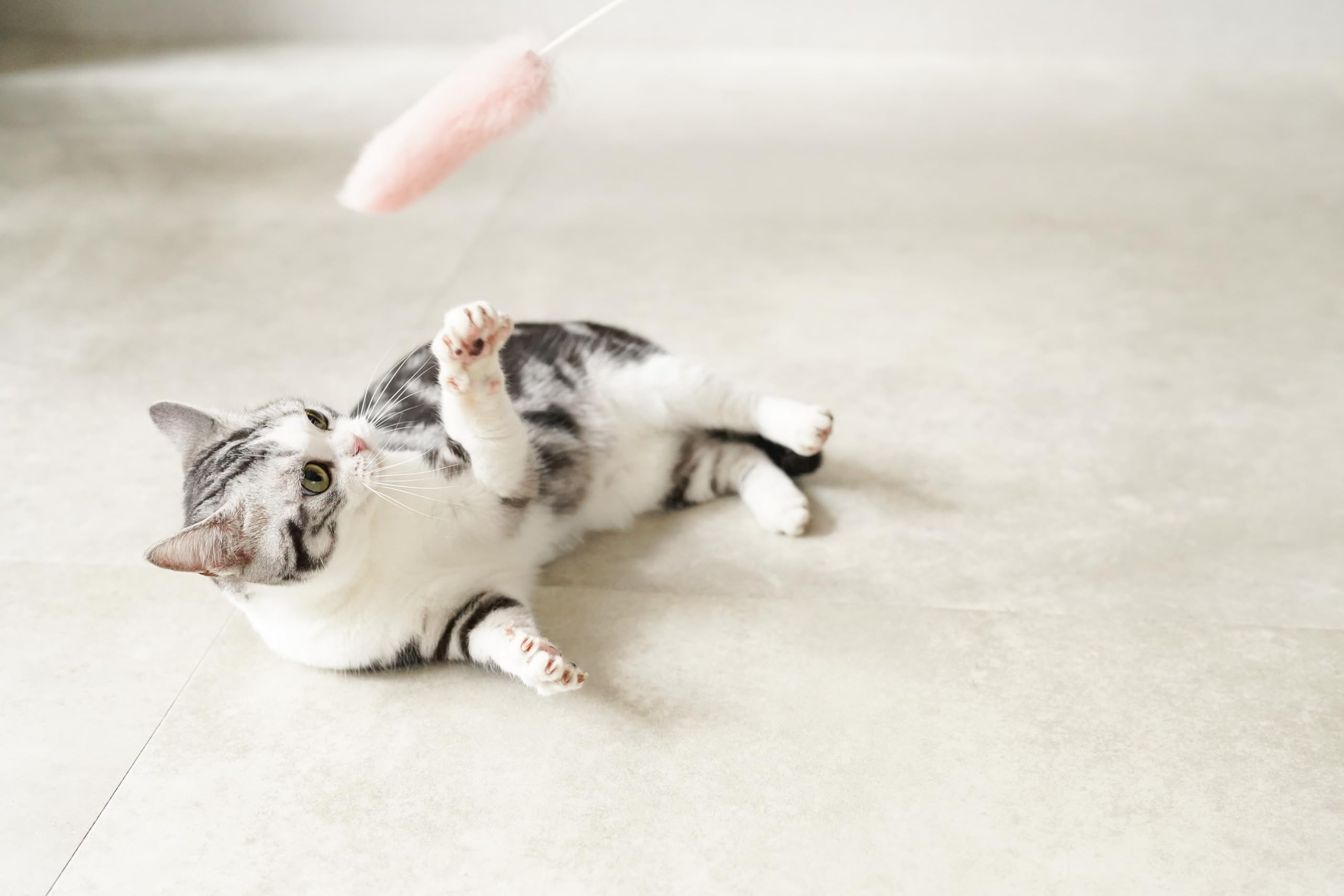 PINK HOUSEフワフワ起毛素材 猫ちゃんホワイトマフラー（未使用、保管品） Amazon.co.jp: Mofuじゃらし 2本入り (ピーチスカッシュ) もっふもふな