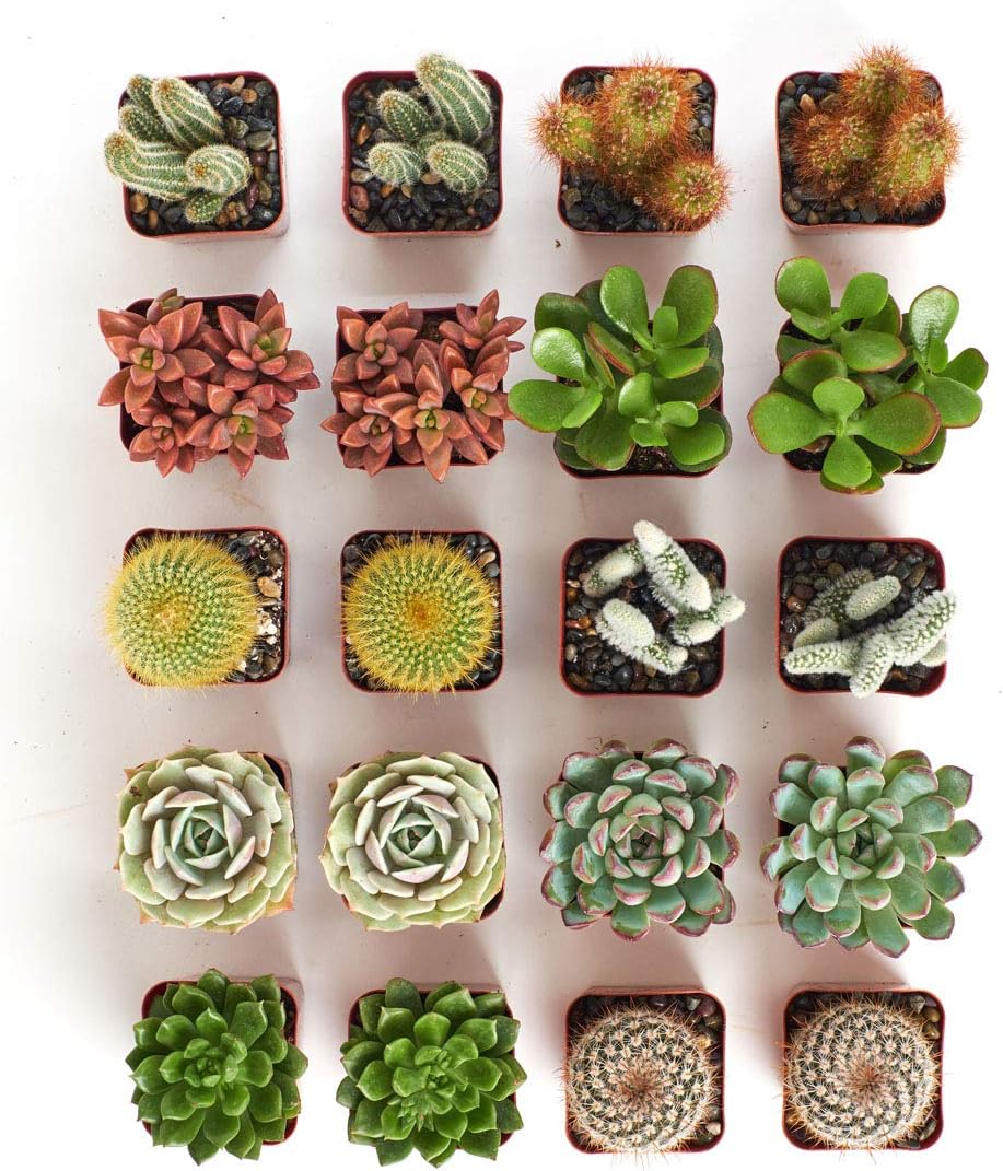 Shop Succulents | Can't Touch This Collection | Assortment of Hand Selected, Fully Rooted Live Indoor Succulent and Cacti Plants, 12-Pack : Everything Else