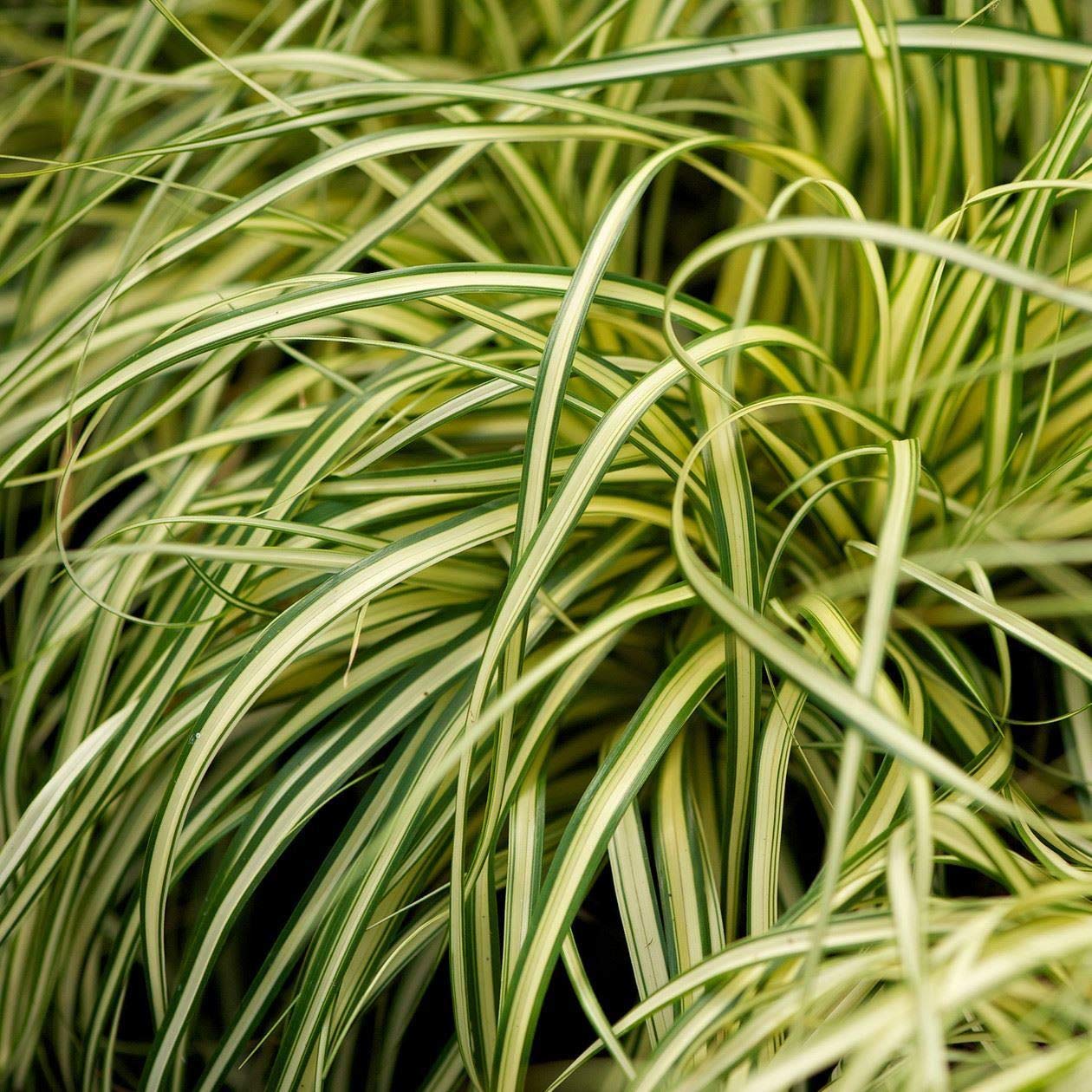 Perfect Plants - Ornamental Grass Carex Oshimensis Evergold in a 17cm Pot Garden Ready Grass Plants