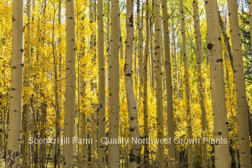 Live Plant - 3 Quaking Aspen (Populus tremuloides) Live Potted Seedlings 6-12 Inches Tall, Green