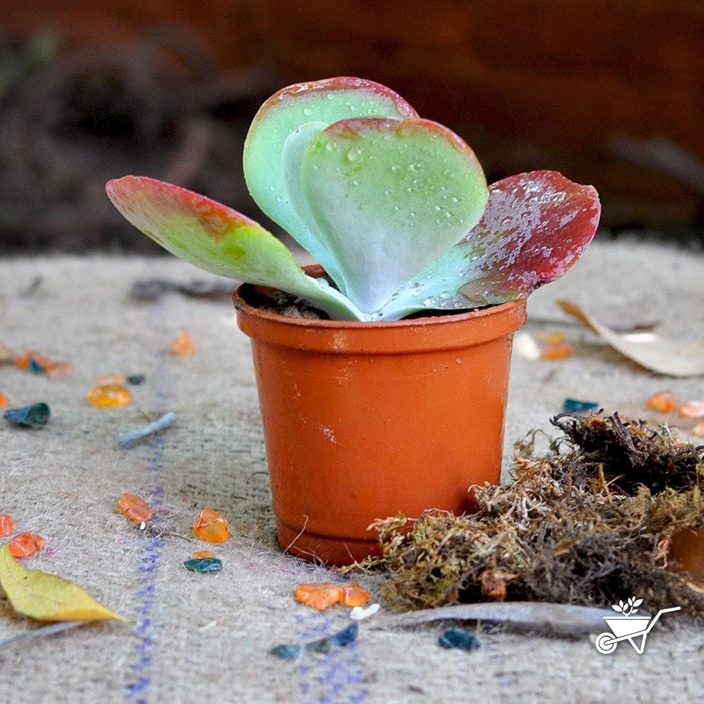 myBageecha - Kalanchoe Luciae Cotyleden 'Red Pancake' Succulent Indoor  Outdoor Live Plant with Pot Green Indoor Flower Plants Round Cylinder  Fiberstone Pot : Amazon.in: Garden & Outdoors
