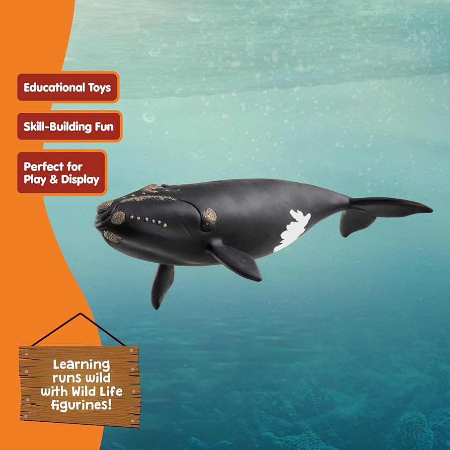 シュライヒ Schleich ザトウクジラ Humpback Whale Amazon.co.jp: シュライヒ ワイルドライフ ザトウクジラ