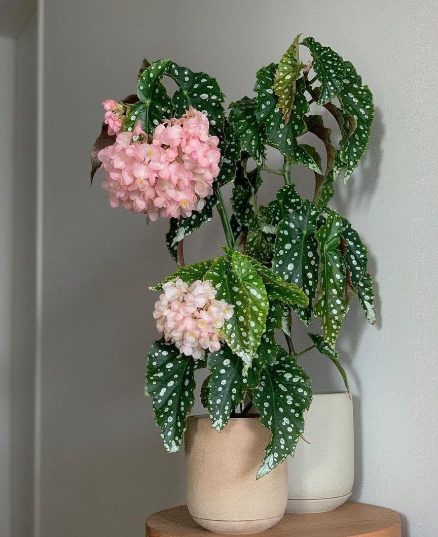 Drooping Begonia Flower Bulbs Imported Vearty All session Flowering for Your Home and Gardening Pack of 2 bulbs (SOFT PINK)-image-16