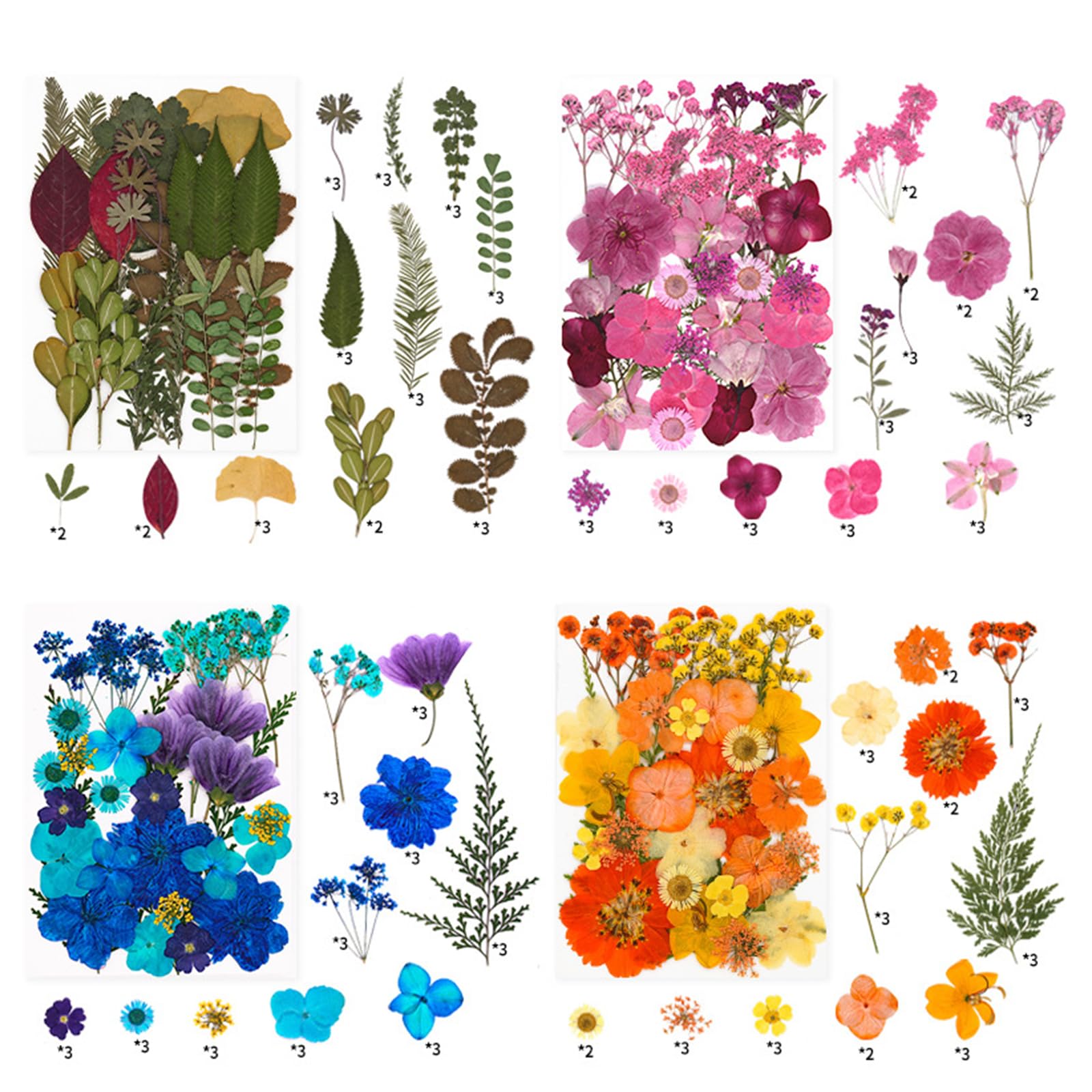 Kalttoy Autumn Harvest Pressed Plant Natural Dried Flower Tool for Artistic Creation Home Decoration Projects Natural Dried Leaves