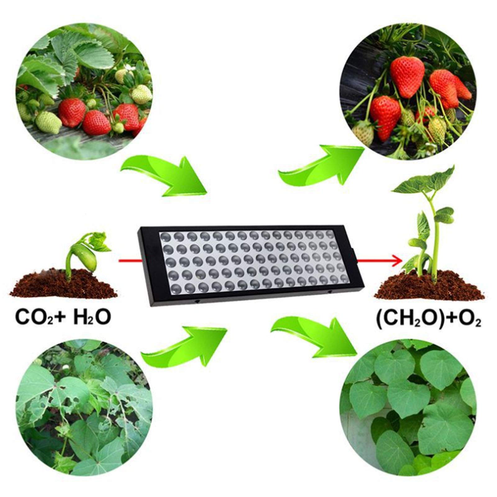 Luz LED para cultivo de plantas, luz de crecimiento de plantas de espectro completo de 100 W, 75 luces LED para cultivo de plantas, utilizada para plantas de interior, hidroponía, invernaderos ( )