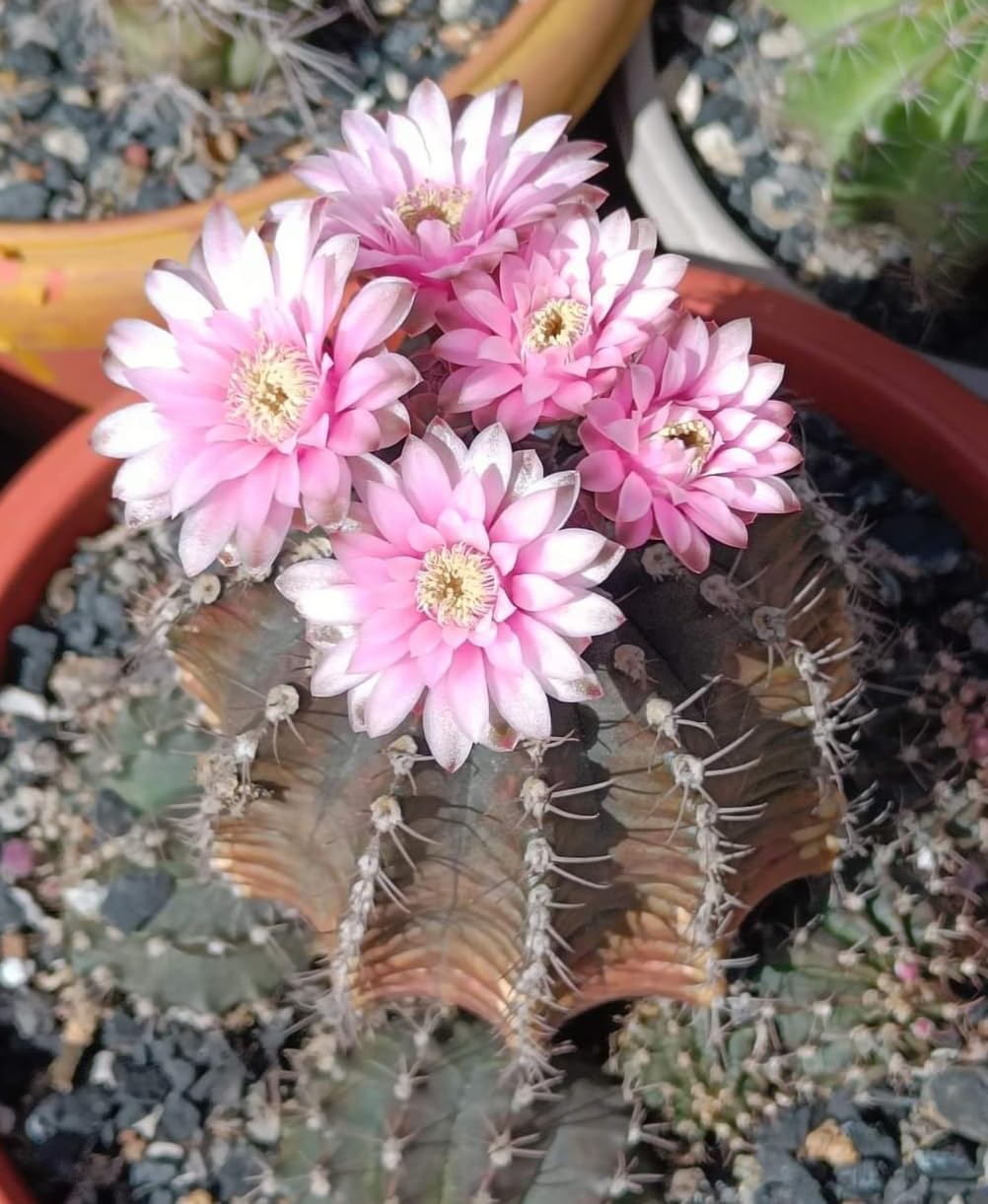 Passion Garden Gymnocalycium Mihanovichii live cactus plant-image-44