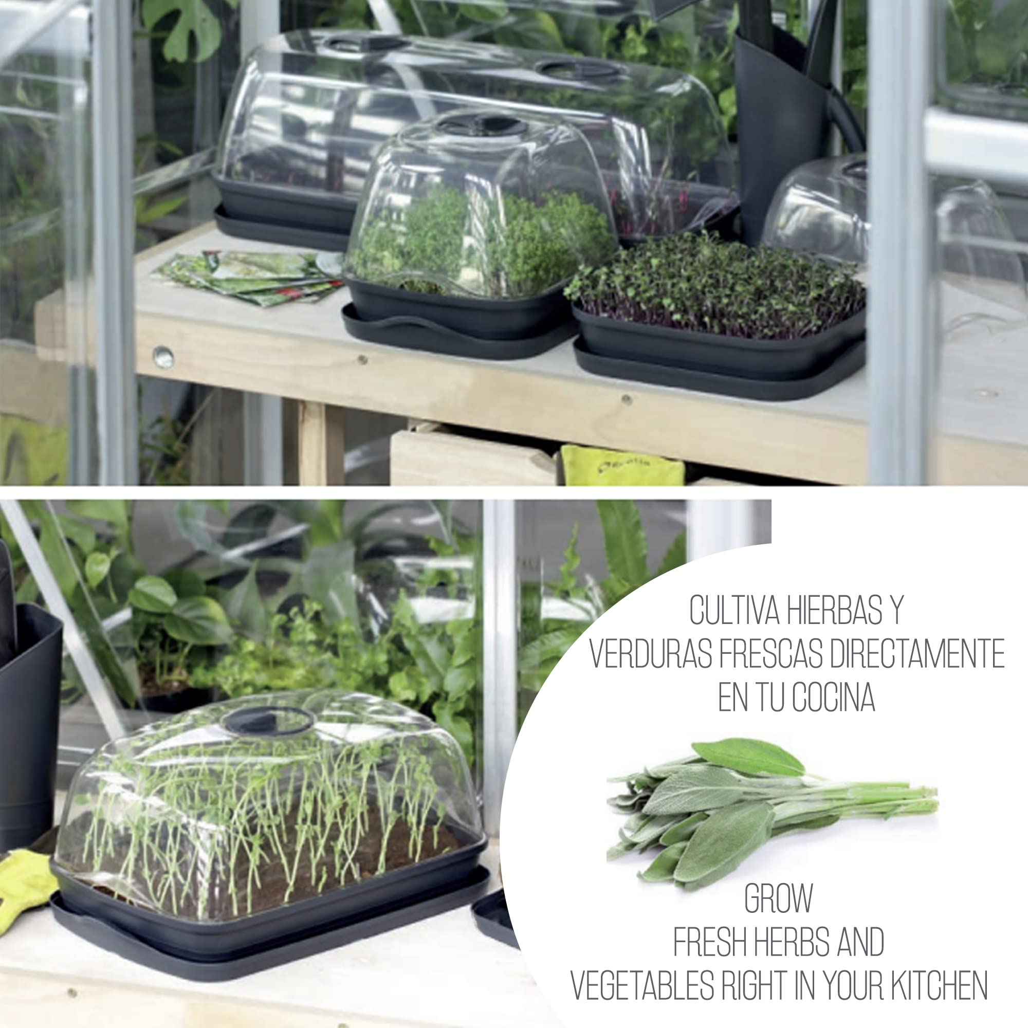 Prosperplast Semillero/Bandeja Multiusos respana Table Greenhouse, Dimensiones (mm) 515x196x185, Color Antracita