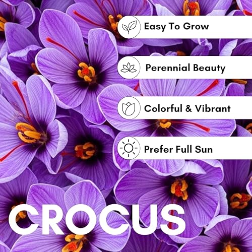 Miniatura 3 de 20 bulbos de azafrán - Cultiva tu propia especia de azafrán - Sativus de azafrán muy raro que florece en otoño - Hermosas flores moradas con hilos