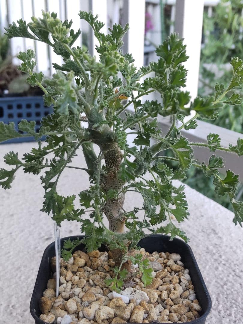 Amazon｜ペラルゴニウム アルテルナンス 冬型塊根植物 灌木