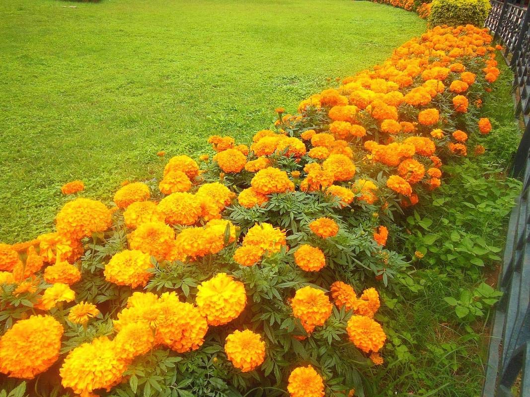 Plants Point Live Red Marigold/Genda Charming Flower Plant with Pot (B081NS18XX) Amazon Price History, Amazon Price Tracker