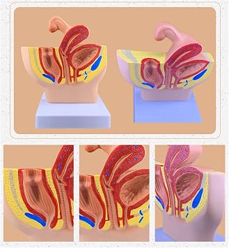 İnsan Pelvisi Üreme Anatomisi Modeli - Sagital Orta Bölümde Anatomik Pelvis Modeli - Çalışma, Öğretim ve Teşhir için