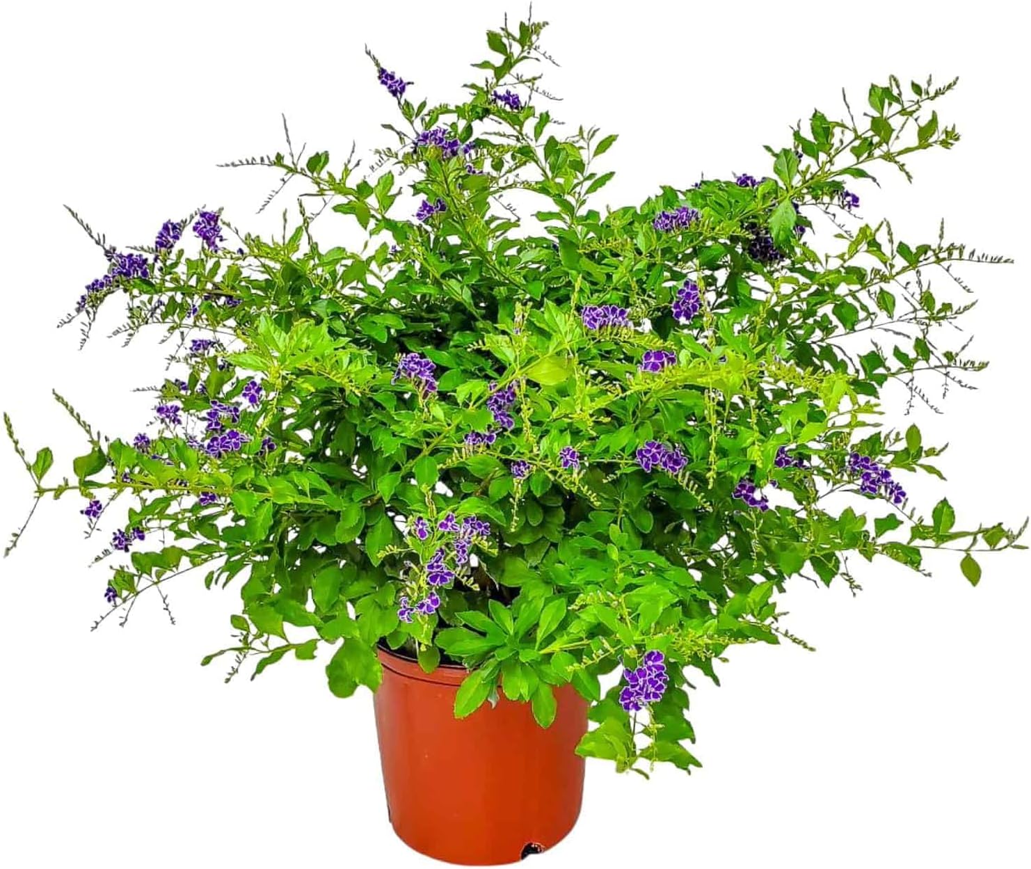 Tropical Plants of Florida - Duranta Sapphire Showers - Flowering Bush Plant - Overall Height 22" to 26" (Plant Only)