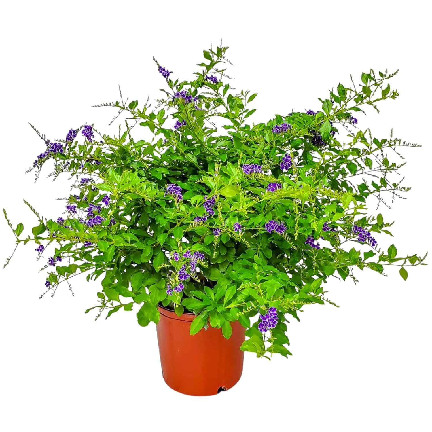 Tropical Plants of Florida Duranta Bush