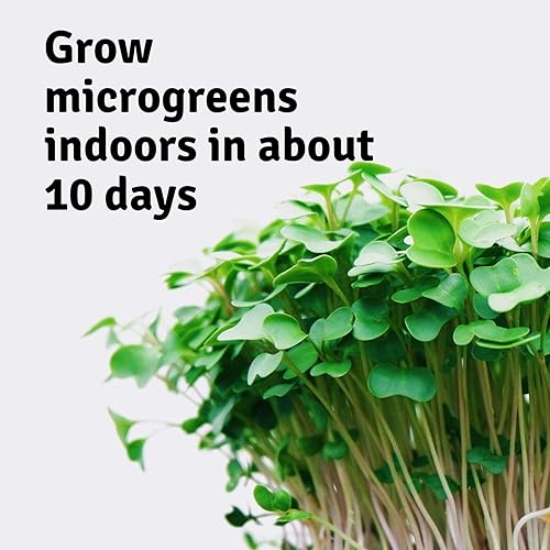 Miniatura 5 de Kit de cultivo de mini microgreens - Brotes de guisantes - Cultiva tus propios micro verdes gourmet orgánicos en interiores ensalada, sándwich y
