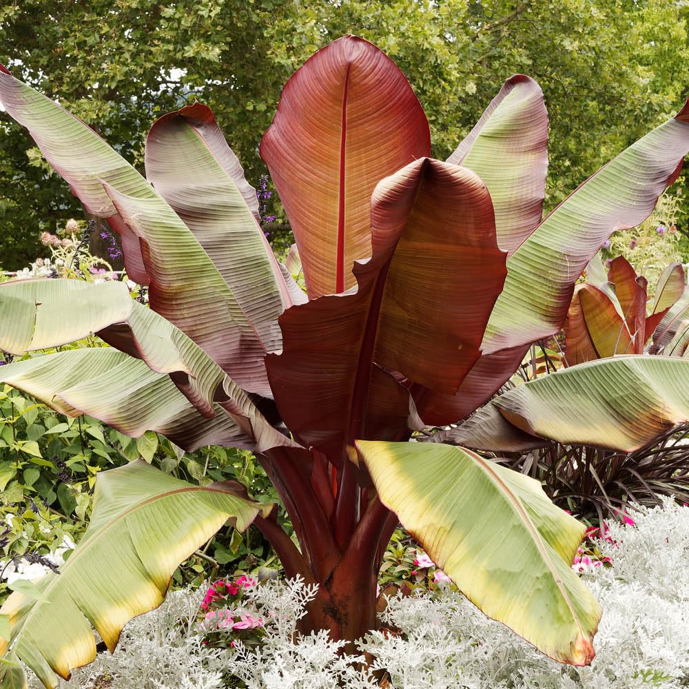 YouGarden Red Abysinnian Banana Plant, Ensete Maurelii, Established Plant in 9cm Pot, Each Supplied Approximately 30-40cm Tall, Garden Ready