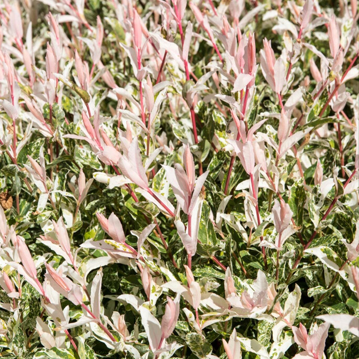 Bloomique - Set di 2 - Salix integra ‘Flamingo’ - Salice variegato - Pianta da giardino - Resistente al freddo - Alta 60-80 cm - Vaso da 17 cm