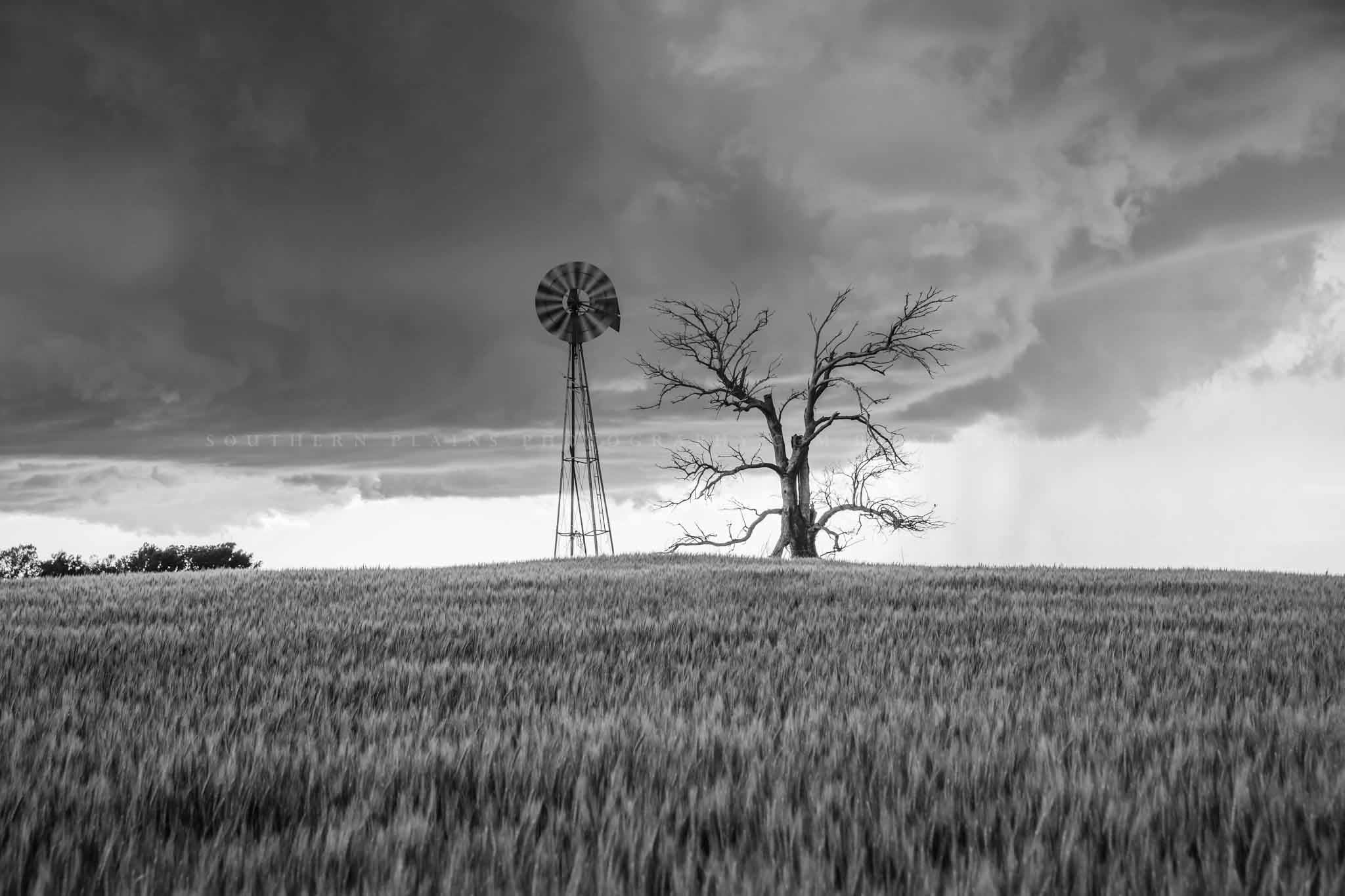 Country Photography Print (Not Framed) Black and White Picture of Windmill and Tree in Wheat Field as Storm Approaches in Oklahoma Farm Wall Art Farmhouse Decor (32
