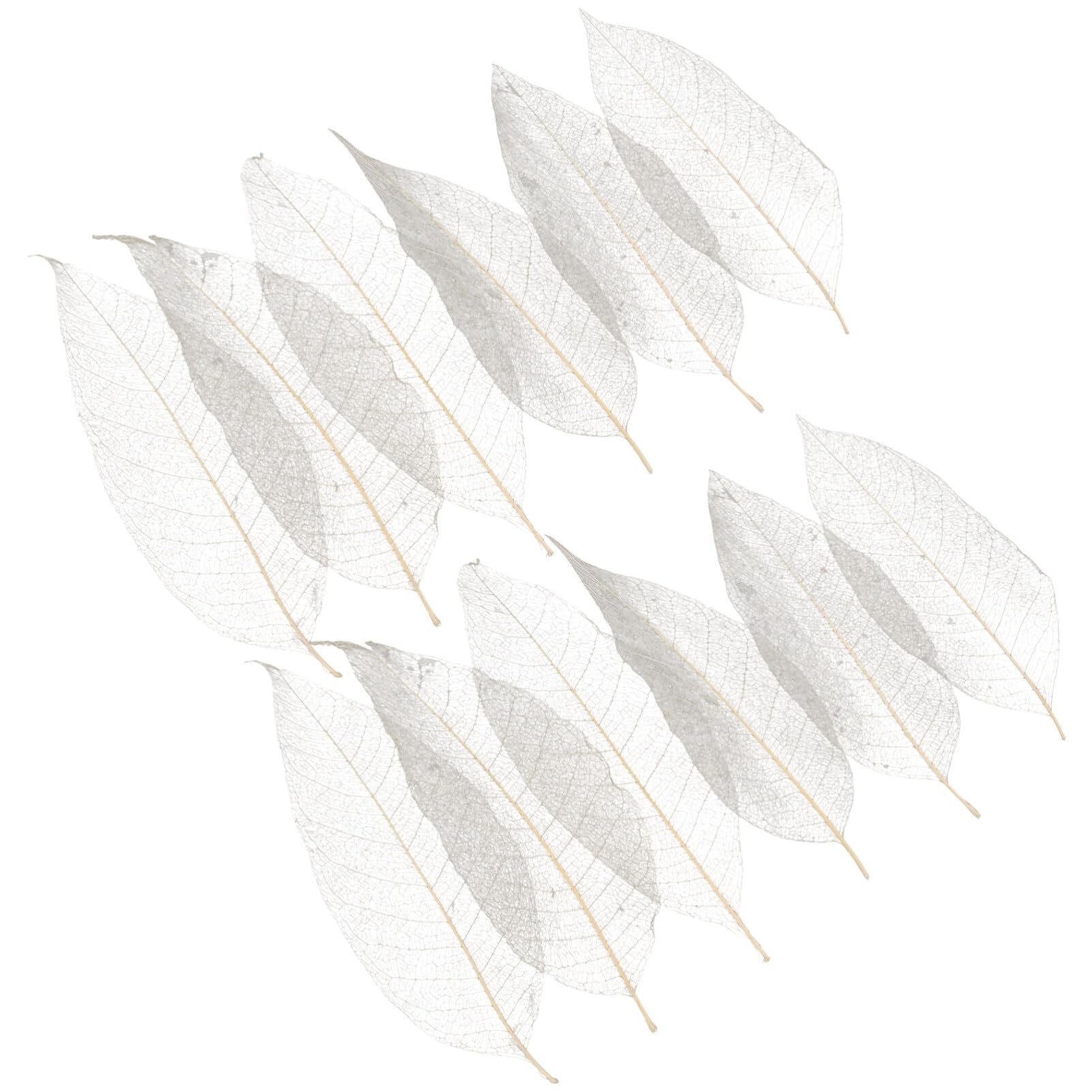 Feuilles squelettiques de magnolia pour décoration de fêtes et table de mariage