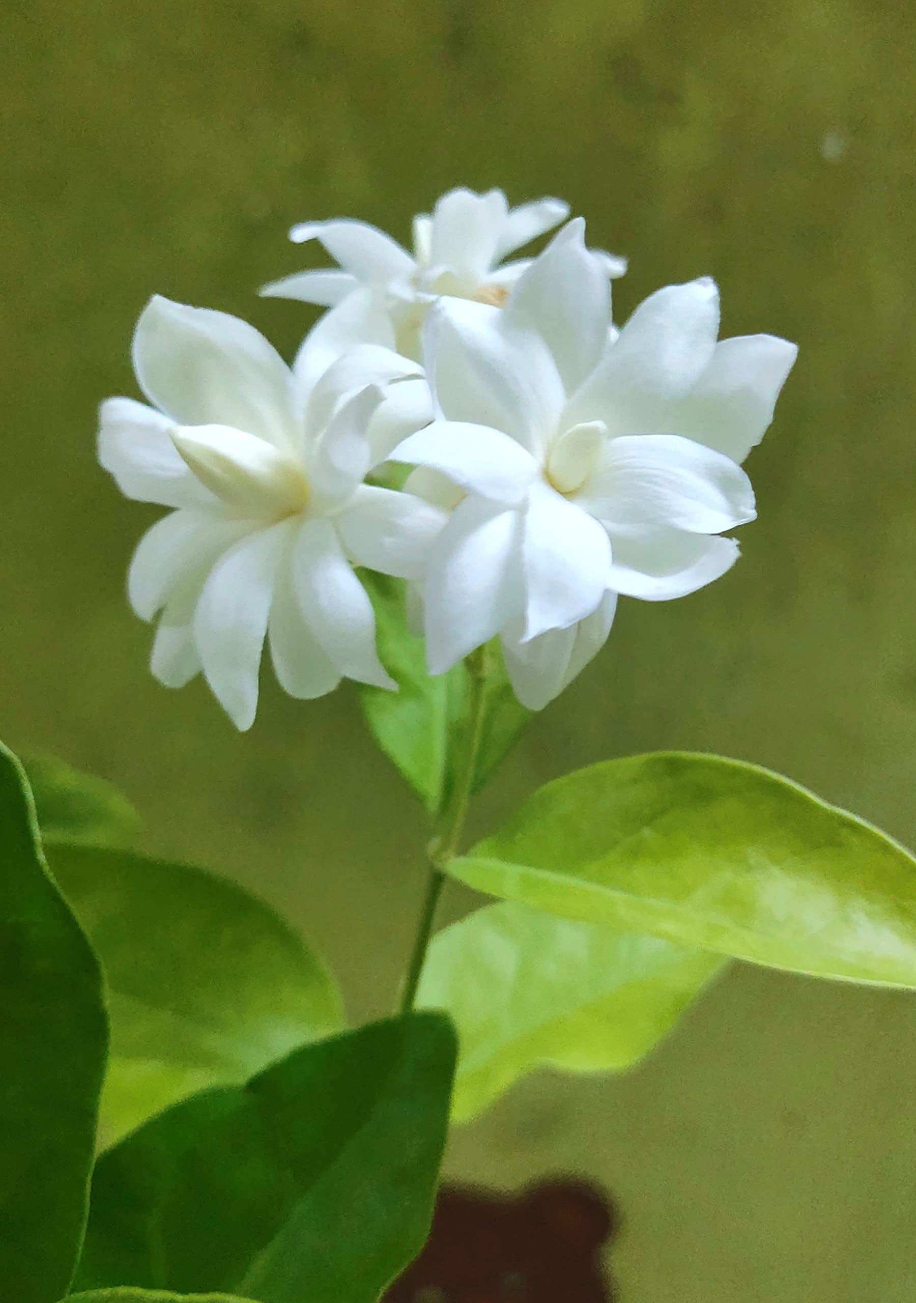 CooPany® Iruvachi Jasmine/Iruvachi Malli Healthy Live Plant With Safe & Secure Packing (B0B5F9XNLV) Amazon Price History, Amazon Price Tracker